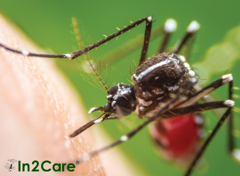 eco friendly mosquito trap