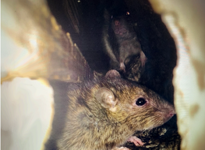 where to place mouse traps in house