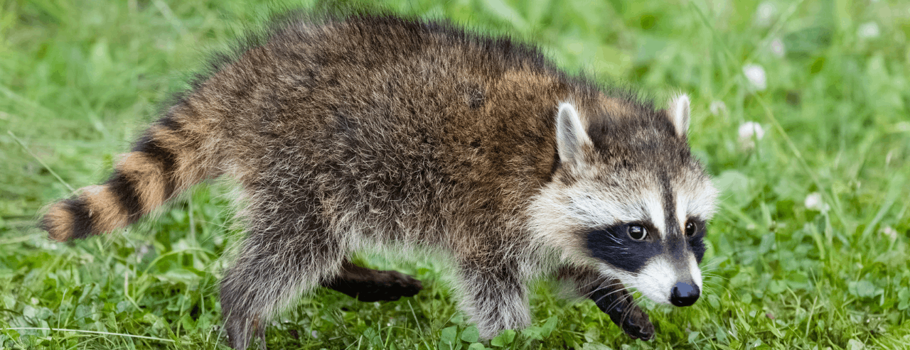 Rodents and Wildlife