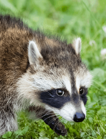 Rodents and Wildlife