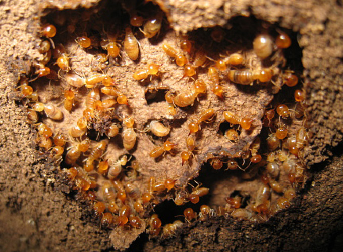 foam termite killer