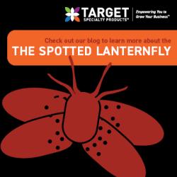 invasive spotted lanternfly