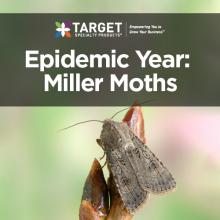 miller moths in pantry